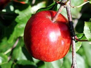 Fresh apple snack